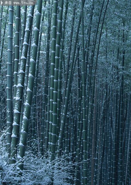 点击大图看下一张：苍白的雪中竹林高清照片