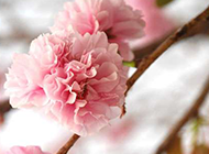 武大美丽的樱花特写图片