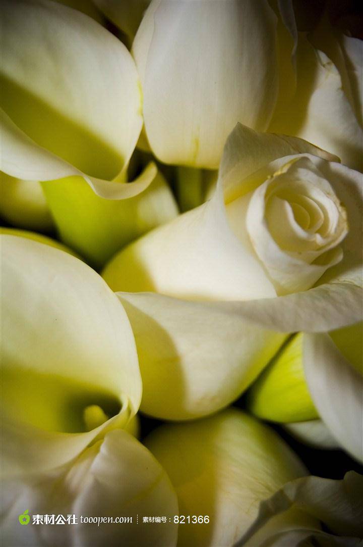 点击大图看下一张：纯白玫瑰浪漫情人节图片素材