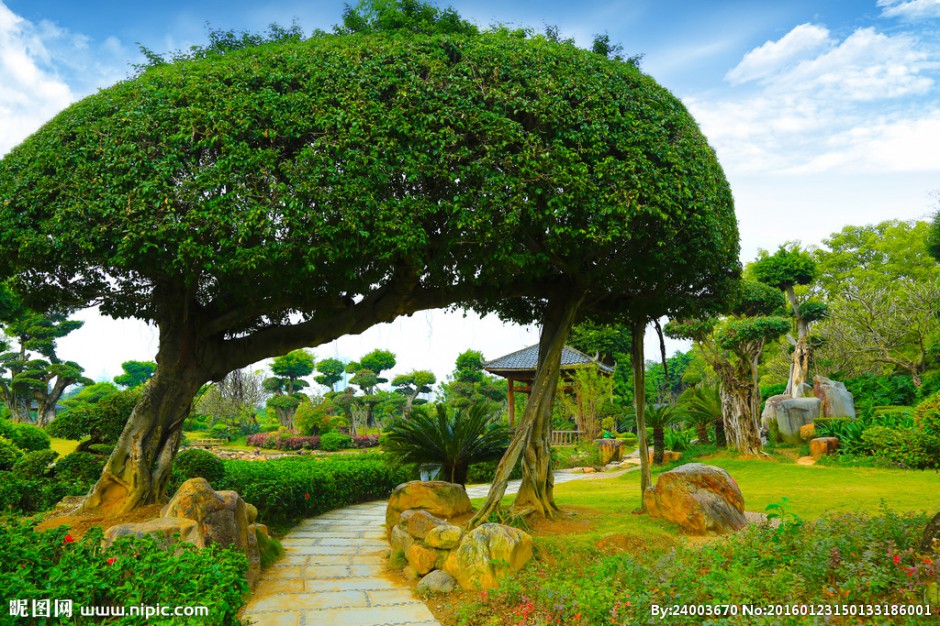 点击大图看下一张：最漂亮的造型榕树图片欣赏