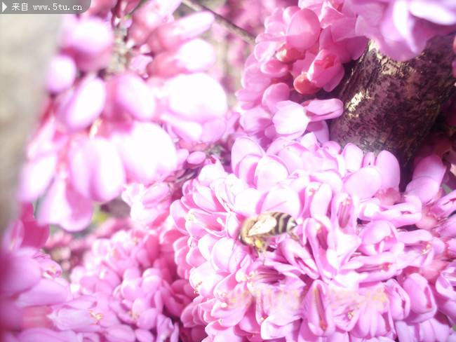 点击大图看下一张：阳光下的粉色花朵摄影图片