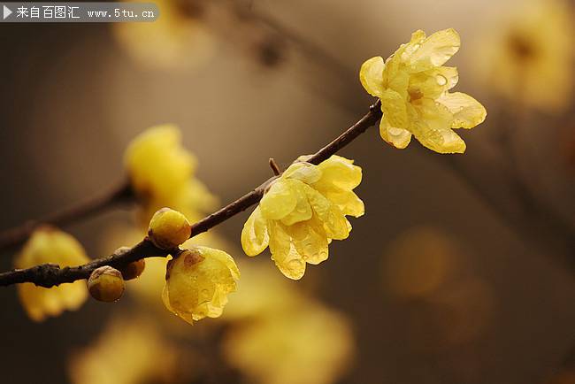 点击大图看下一张：大雨后的黄色梅花图片