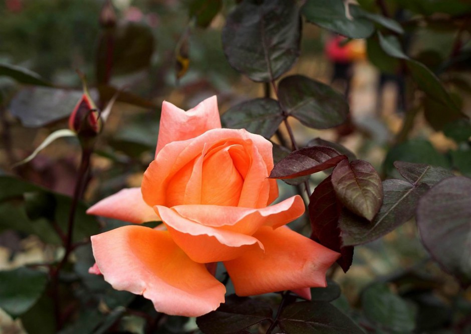 点击大图看下一张：美丽的橙色玫瑰花