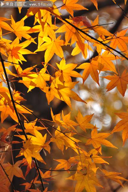 点击大图看下一张：秋天唯美枫叶摄影图片