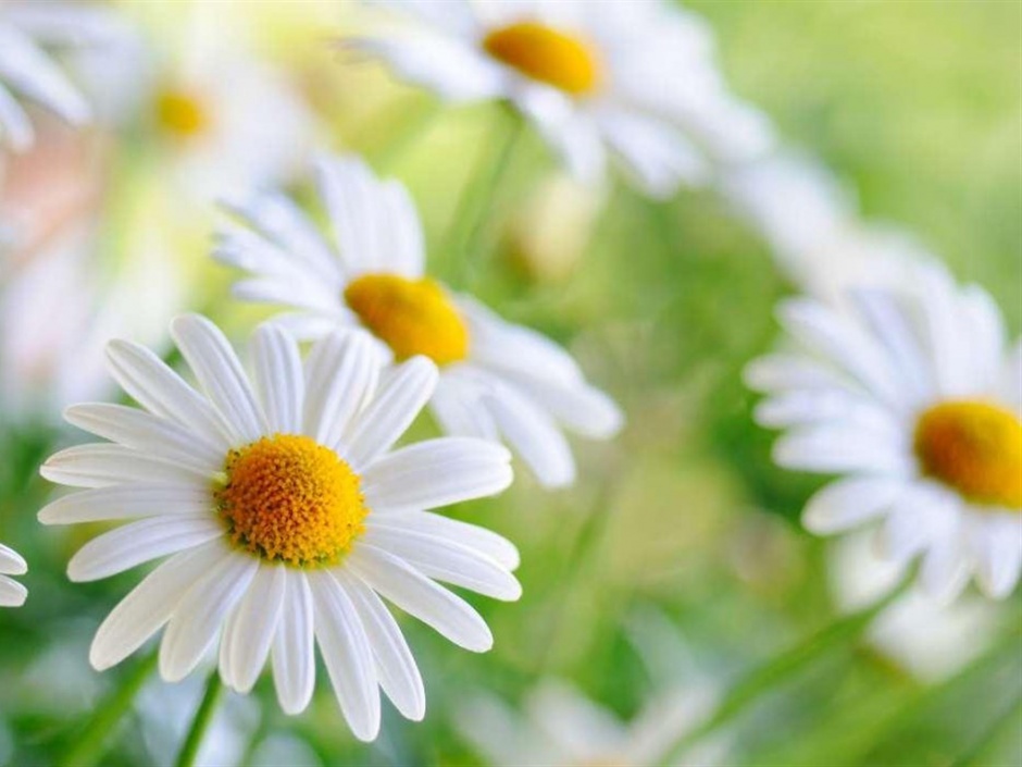 点击大图看下一张：白色清新野菊花植物图片