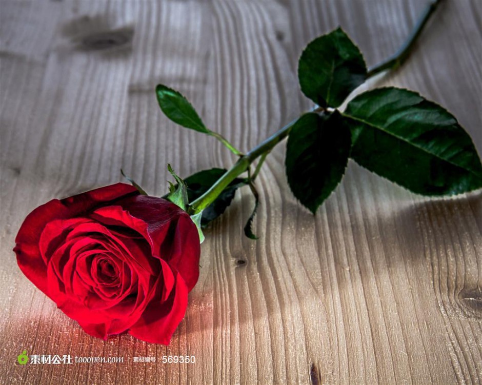 点击大图看下一张：一支娇艳的红玫瑰图片素材