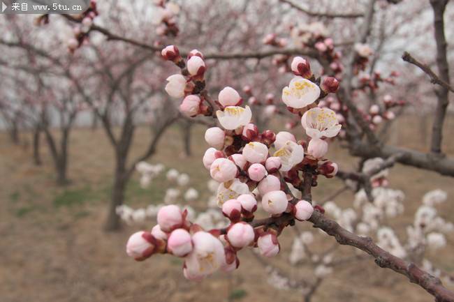 点击大图看下一张：含苞欲放的粉红桃花图片