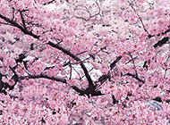 美丽梦幻的粉红色樱花图片