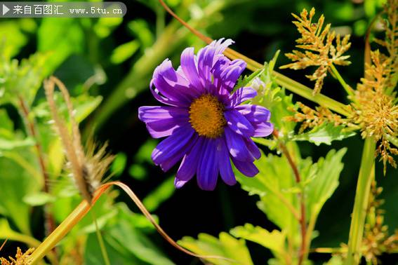 点击大图看下一张：一朵紫色的野菊花图片