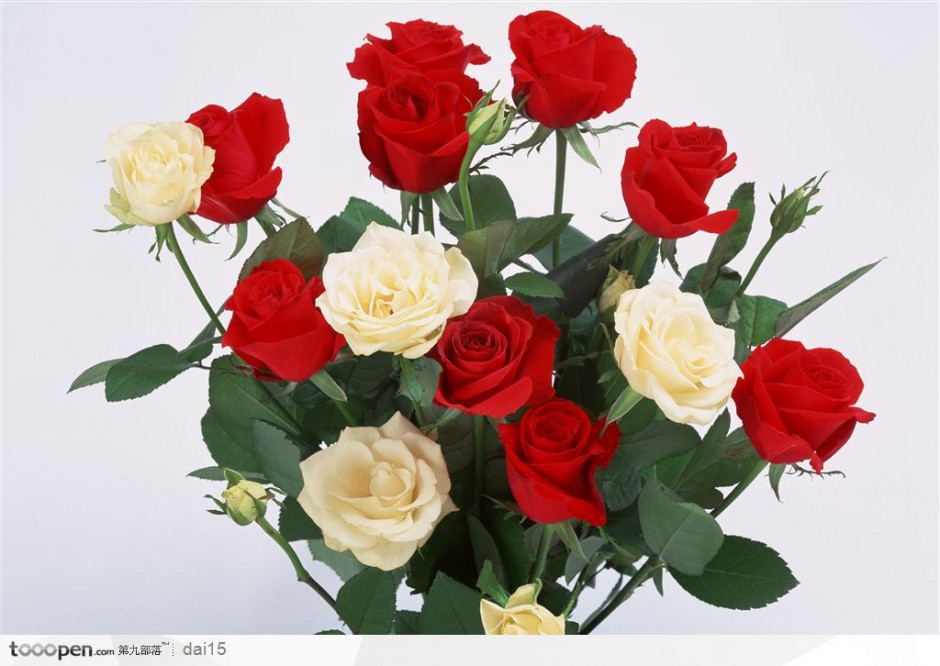 点击大图看下一张：漂亮唯美的玫瑰花束图片