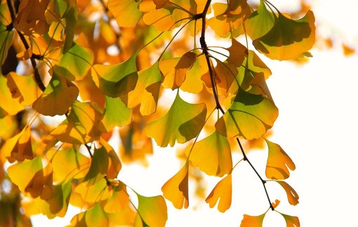 点击大图看下一张：深秋金黄色银杏植物图片