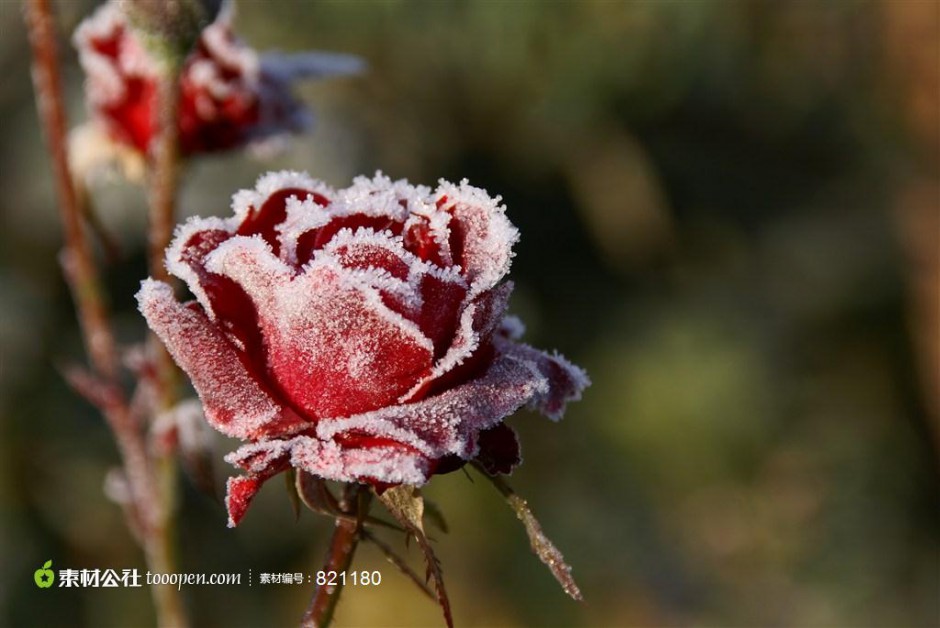 点击大图看下一张：雪中的红玫瑰高清图片