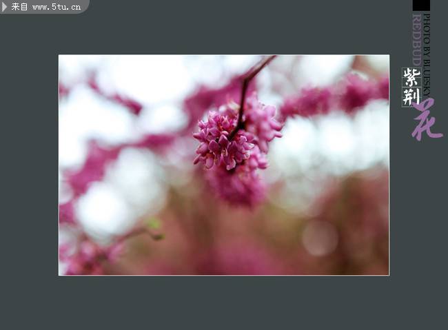 点击大图看下一张：典雅大方的紫荆花图片