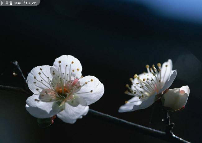 点击大图看下一张：温暖春日的桃花摄影图片