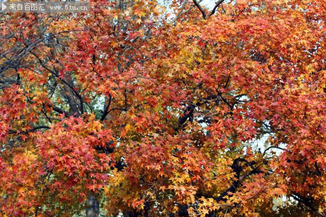 点击大图看下一张：秋天随风飘零的树叶图片