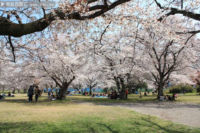 点击大图看下一张：花团锦簇的樱花景观图片