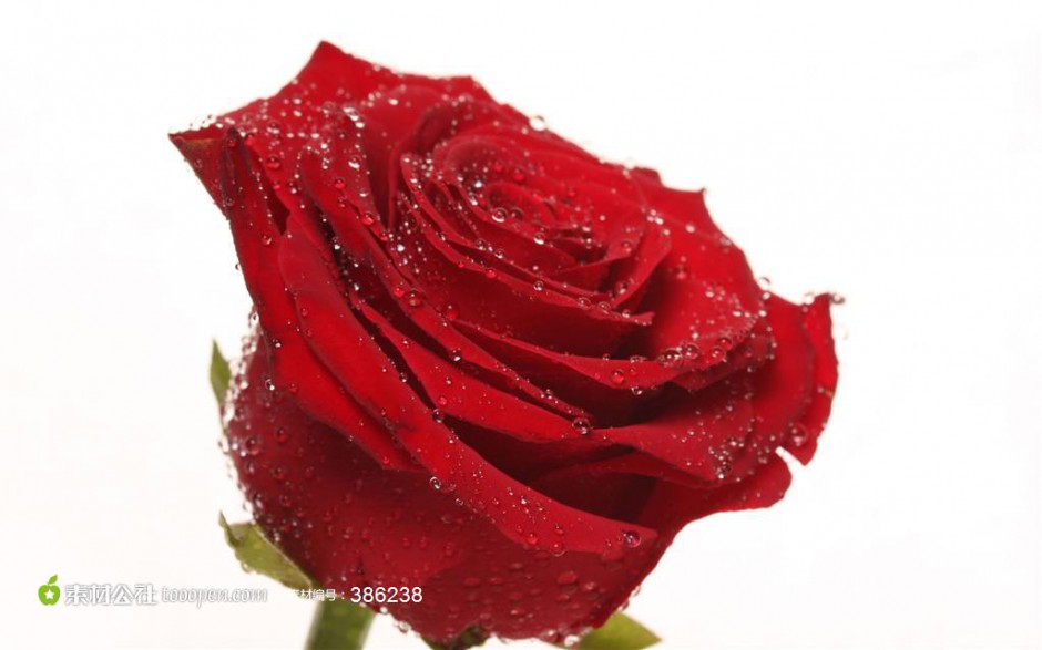 点击大图看下一张：红玫瑰素材精致唯美