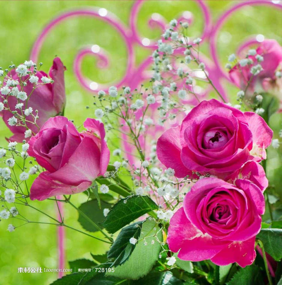 点击大图看下一张：美丽绚烂的玫瑰花图片