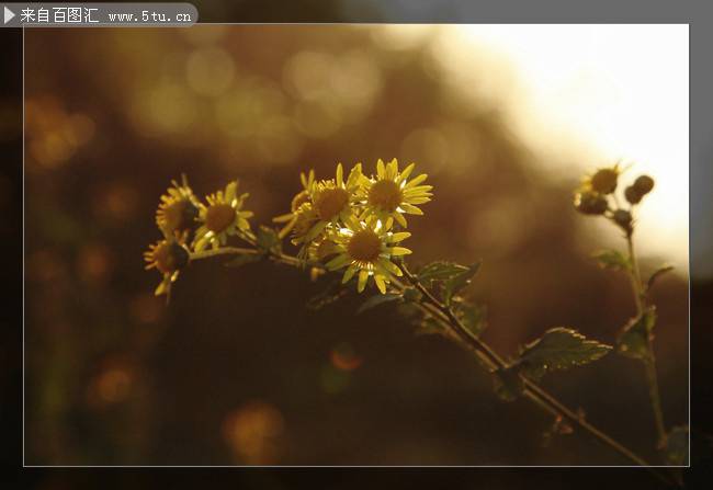 点击大图看下一张：黄昏下的野花图片