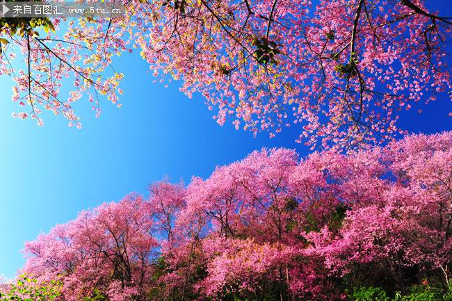 点击大图看下一张：蓝天下的日本樱花图片