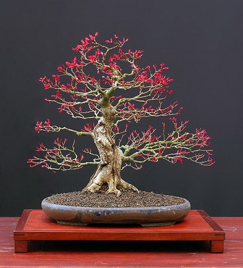 点击大图看下一张：艳丽脱俗的红枫盆景植物图片