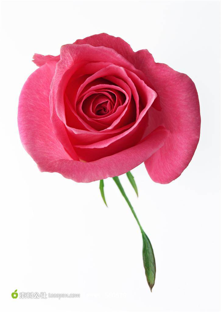 点击大图看下一张：精美的红色玫瑰花背景图片素材