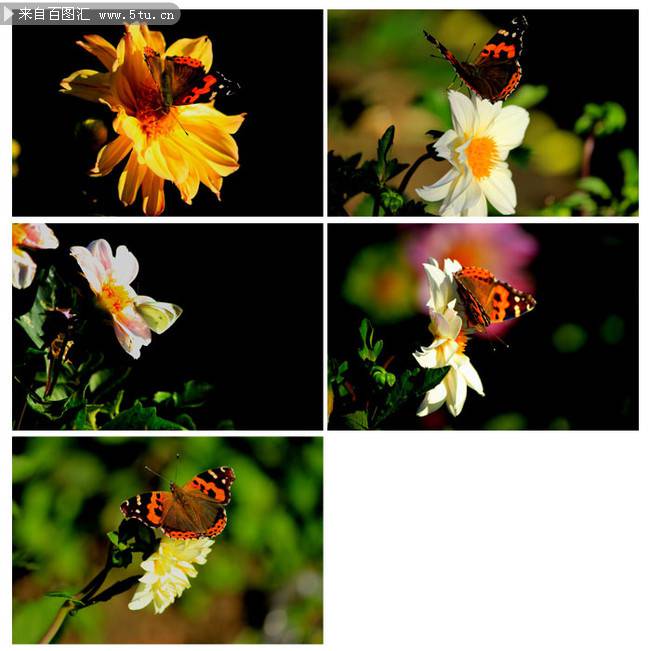 点击大图看下一张：纯白蝴蝶花优美植物图片大全