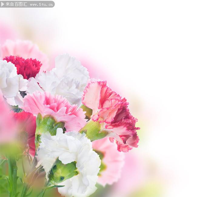 点击大图看下一张：唯美梦幻康乃馨花卉图片