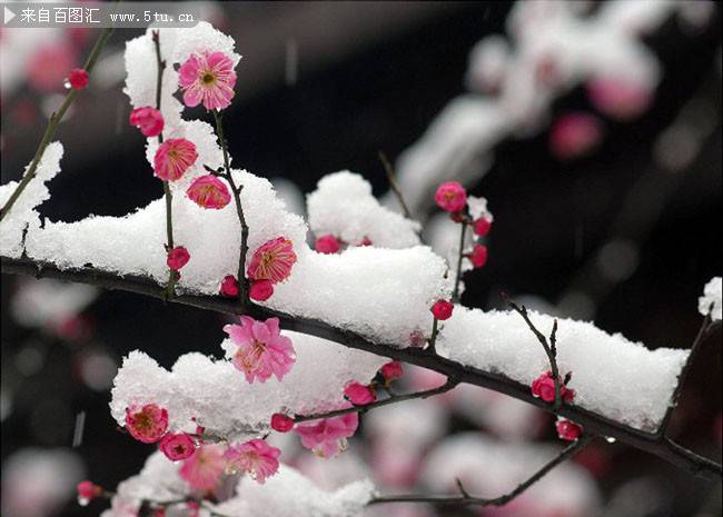 点击大图看下一张：冬季的雪中梅花摄影图片