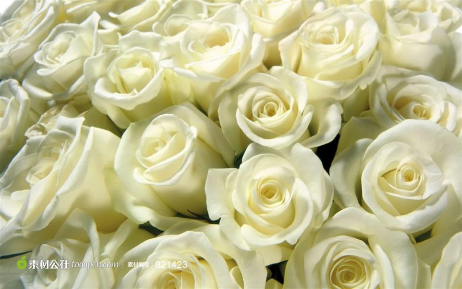 点击大图看下一张：纯洁高贵的白玫瑰高清壁纸