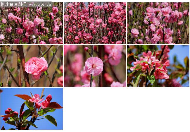 点击大图看下一张：樱花图片唯美图片背景素材