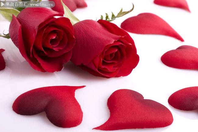 点击大图看下一张：示爱的红玫瑰花高清图片素材