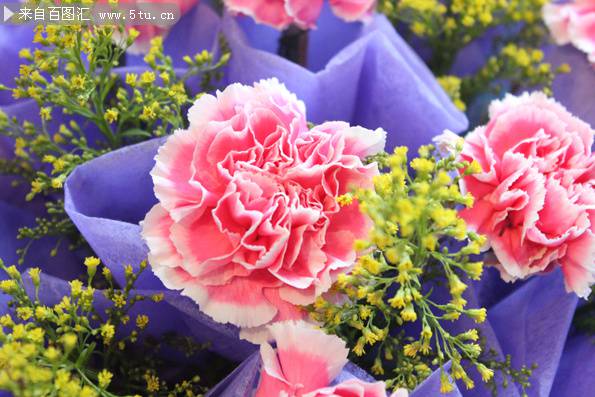 点击大图看下一张：绚丽多彩的康乃馨花束图片