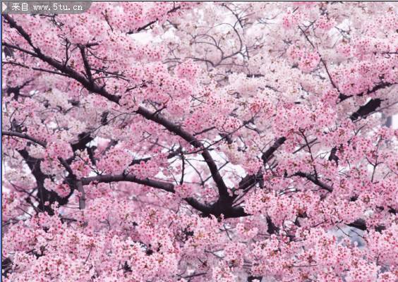 点击大图看下一张：校园唯美粉色樱花树图片