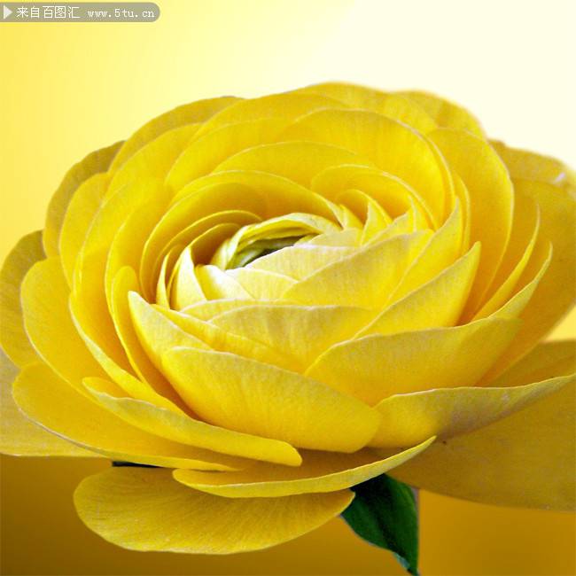 点击大图看下一张：黄玫瑰花图片背景素材