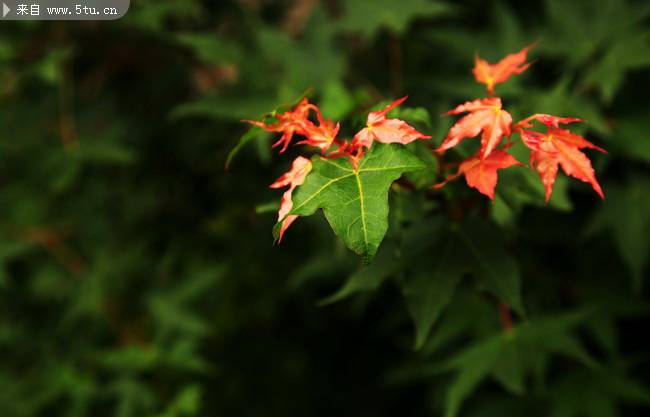 点击大图看下一张：秋天的枫叶摄影图片