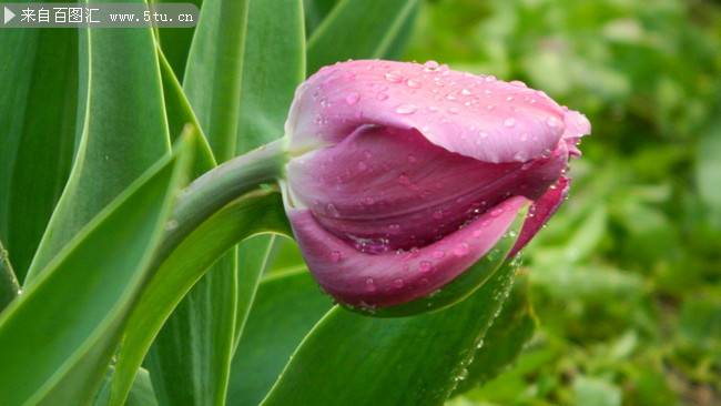 点击大图看下一张：雨后的粉红郁金香图片