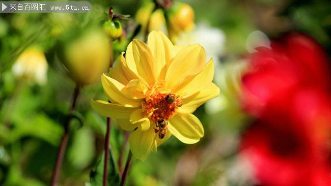 点击大图看下一张：盛放的黄色花朵摄影图片