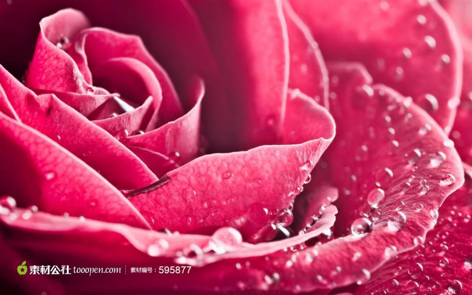 点击大图看下一张：娇艳的红玫瑰高清图片