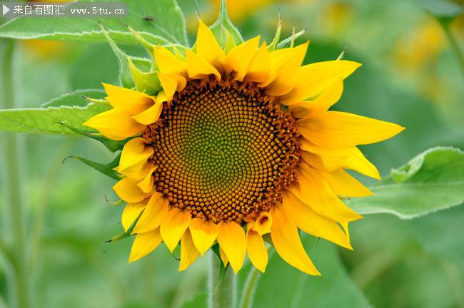 点击大图看下一张:向日葵图片唯美特写