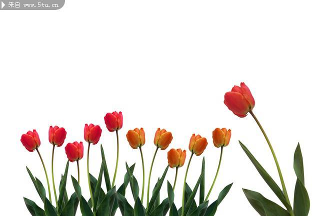 点击大图看下一张：火红郁金香花园图片摄影