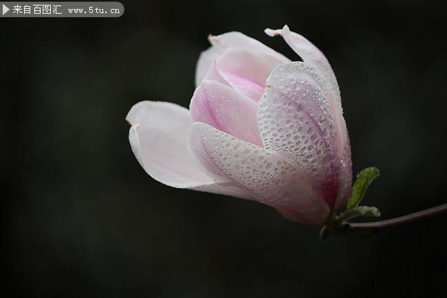 点击大图看下一张：紫玉兰花花瓣水滴图片欣赏