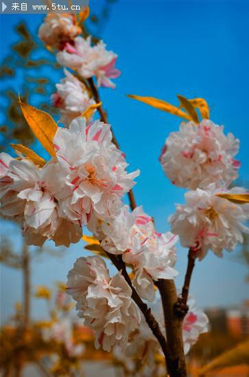 点击大图看下一张：白色樱花图片素材春天鲜花特写