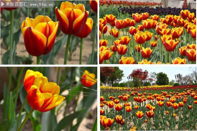 点击大图看下一张：黄郁金香花园摄影图片欣赏