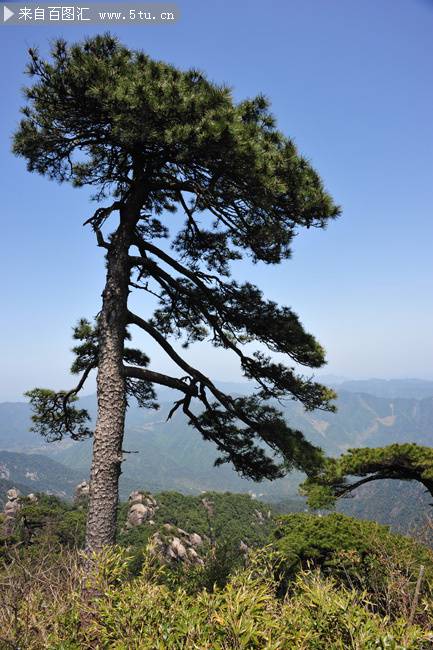 点击大图看下一张：高山上的松树摄影图片