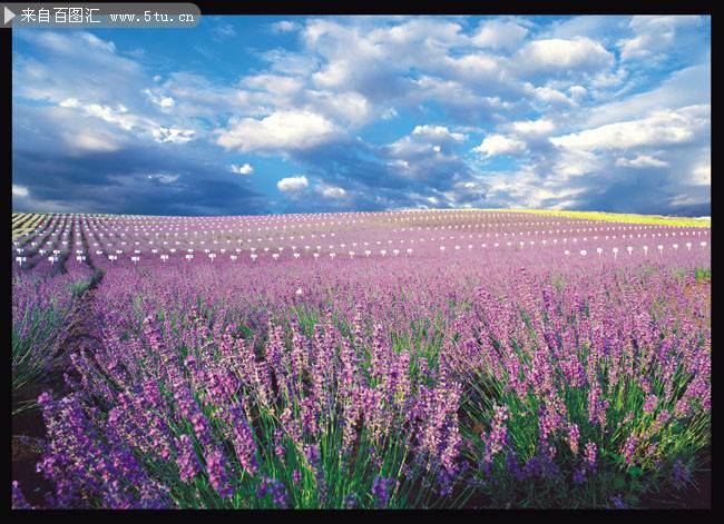 点击大图看下一张：紫色的薰衣草花海风景浪漫清新