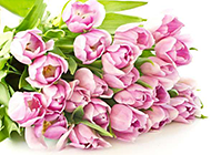 淡紫色郁金香花束图片素材
