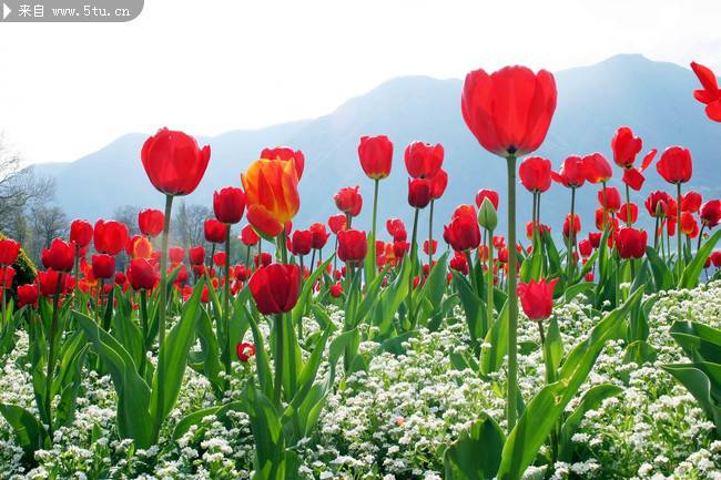 点击大图看下一张：火红郁金香花园图片摄影