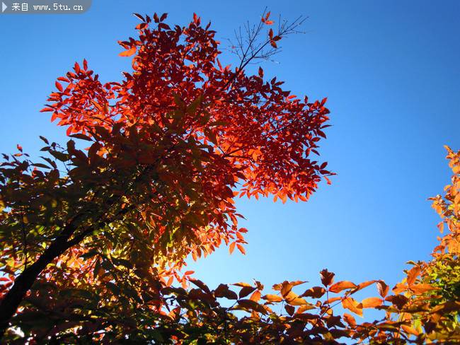 点击大图看下一张：秋天的枫叶仰拍图片