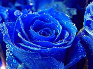 带着水珠的蓝色玫瑰花图片
